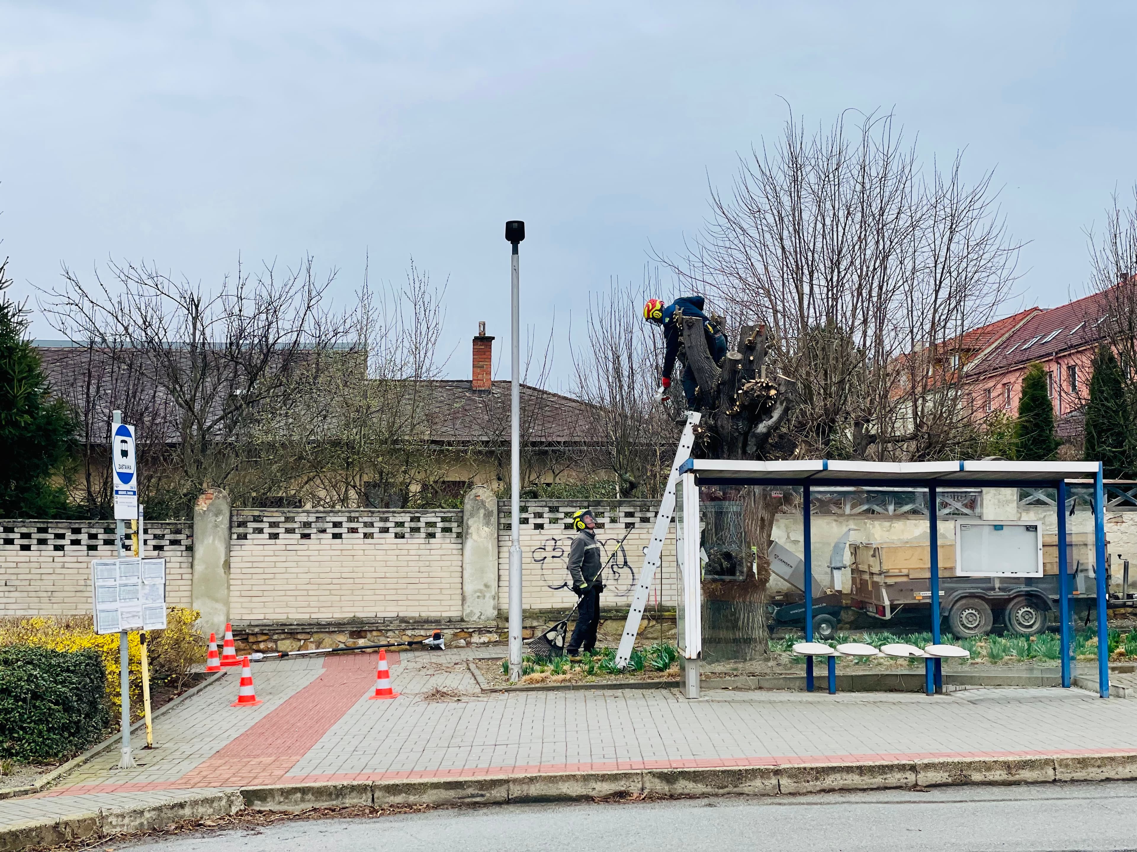 Na ulici Sokolské proběhlo obvyklé prořezávání lip až na korunu, několik stromů bylo pokáceno. Alej tak postupně mizí.